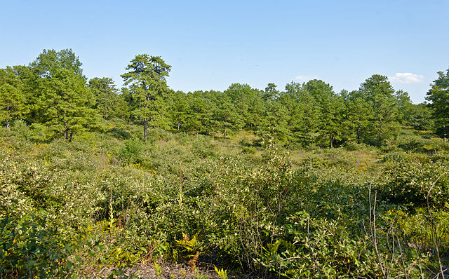 The Pine Bush