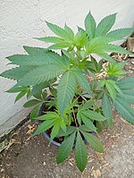 A young female Acapulco Gold plant (Mexican x Nepalese). Seed grown plant from seeds obtained from a cannabis seed bank.[16]