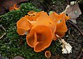 74 Orange Peel Fungus Aleuria aurantia 2 uploaded by Sreejithk2000, nominated by Citron