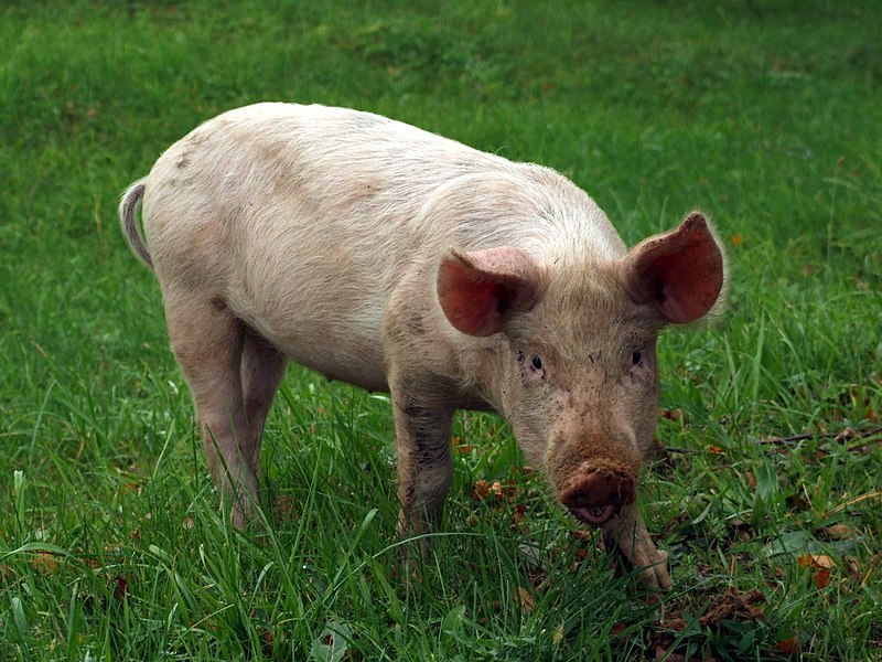 cochon — Wiktionnaire, le dictionnaire libre
