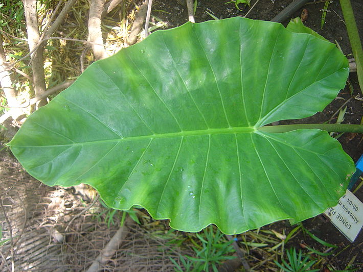 Огромный лист. Alocasia macrorrhiza. Алоказия крупнокорневая. Алоказия крупнокорневая ядовитая. Алоказия крупнокорневищная фото.