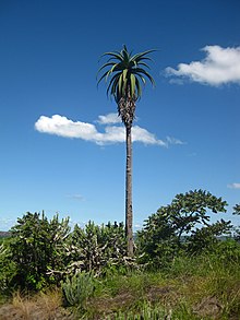 A tall specimen in habitat in Mozambique. Aloe excelsa.jpg