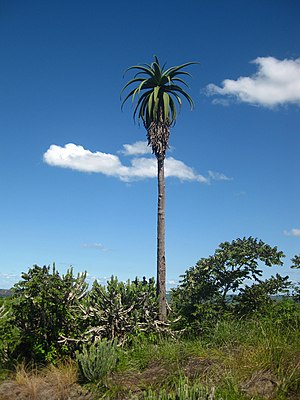 Zimbabwe-Aalwyn: Beskrywing, Verspreiding, Habitat