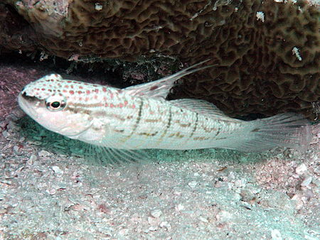 Amblygobius