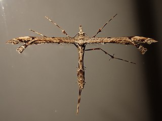 <i>Amblyptilia repletalis</i> Species of plume moth