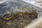 Thumbnail for Long-toed salamander