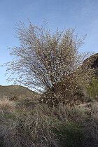 Umtanum Creek Recreation Area