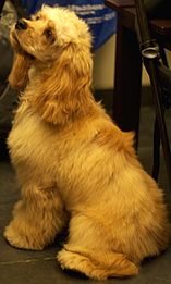 American Cocker Spaniel.