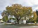 American Elm Tree, Old South Street, Northampton, MA - October 2019.jpg