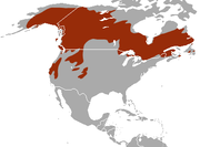 American Marten area.png 