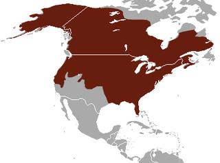 Območje razširjenosti v Severni Ameriki