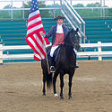 Morgan horse