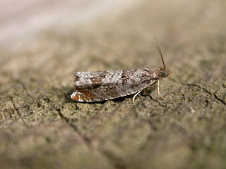 <i>Ancylis achatana</i> Species of moth