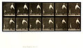 Animal locomotion. Plate 470 (Boston Public Library).jpg