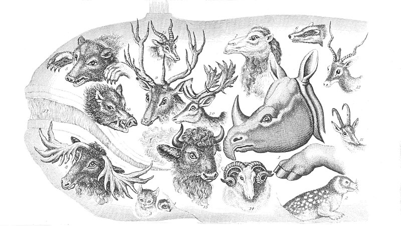 File:Animals (Useful Knowledge) Plate 1.jpg