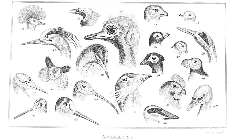 File:Animals (Useful Knowledge) Plate 3.jpg