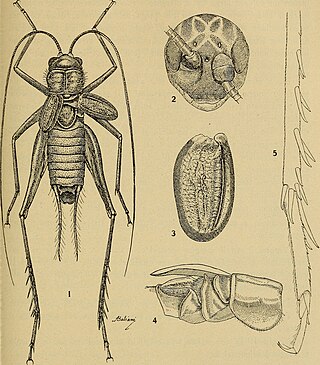 <i>Petaloptila</i> Genus of crickets