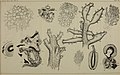Annotationes zoologicae japonenses - Nihon dōbutsugaku ihō (1897) (18418657182).jpg