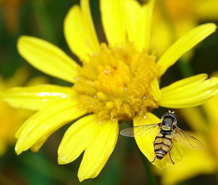 File:Another Hover Fly Macro (331608219).jpg