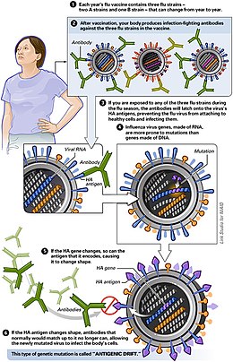 Antigenic drift is the process by which flu virus genetically mutates, producing new virus strains that may not be recognozed by body's immune system.