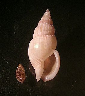 <i>Antillophos</i> genus of molluscs