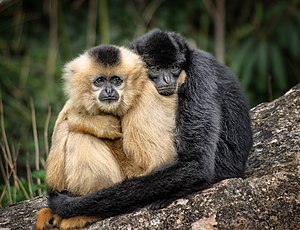 Males and females of the southern yellow-cheeked crested gibbon