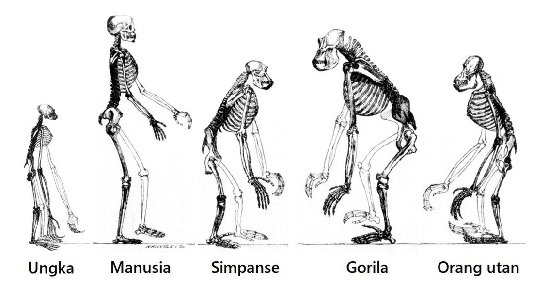 Evolusi manusia