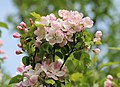 46 Apple-tree blossoms 2017 G3 uploaded by George Chernilevsky, nominated by George Chernilevsky