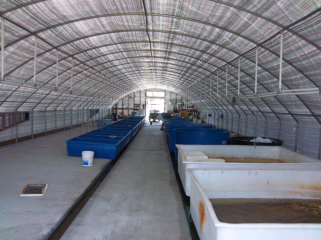 File:Aquaculture setup in a greenhouse.jpg - Wikimedia Commons