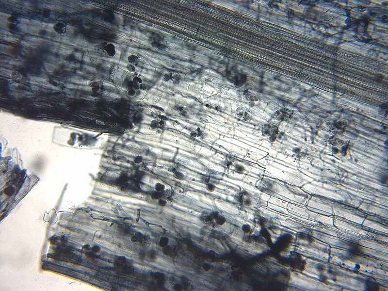 Mycorrhizas across scales: a journey between genomics, global