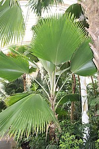 Pritchardia pacifica