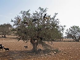 Argania spinosa 1.jpg