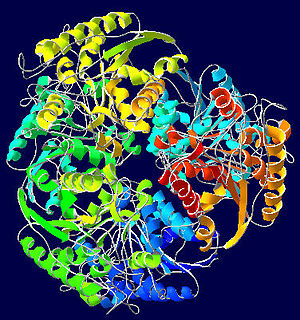 Arginase-1CEV.jpg