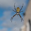 * Nomination Argiope bruennichi in Vacheresse, Haute-Savoie, France. --Tournasol7 07:16, 9 February 2021 (UTC) * Promotion Good quality. --Peulle 07:57, 9 February 2021 (UTC)  Support Good quality. --Ermell 07:58, 9 February 2021 (UTC)