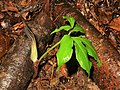 2021年4月26日 (月) 13:42時点における版のサムネイル