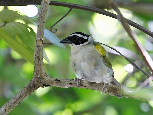 Arremon taciturnus Pectoral Sparrow; Barbalha, Ceará, Brazil