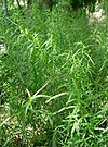 Artemisia dracunculus1.jpg