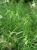 Artemisia dracunculus1.jpg