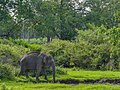 Asian Elephant (29300604627).jpg