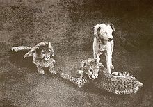 Asiatic cheetah cubs with a dog in British India, 1897. AsiaticCheetahCubs.jpg
