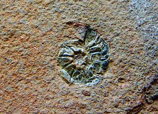 <i>Asklepioceras</i> Genus of molluscs (fossil)