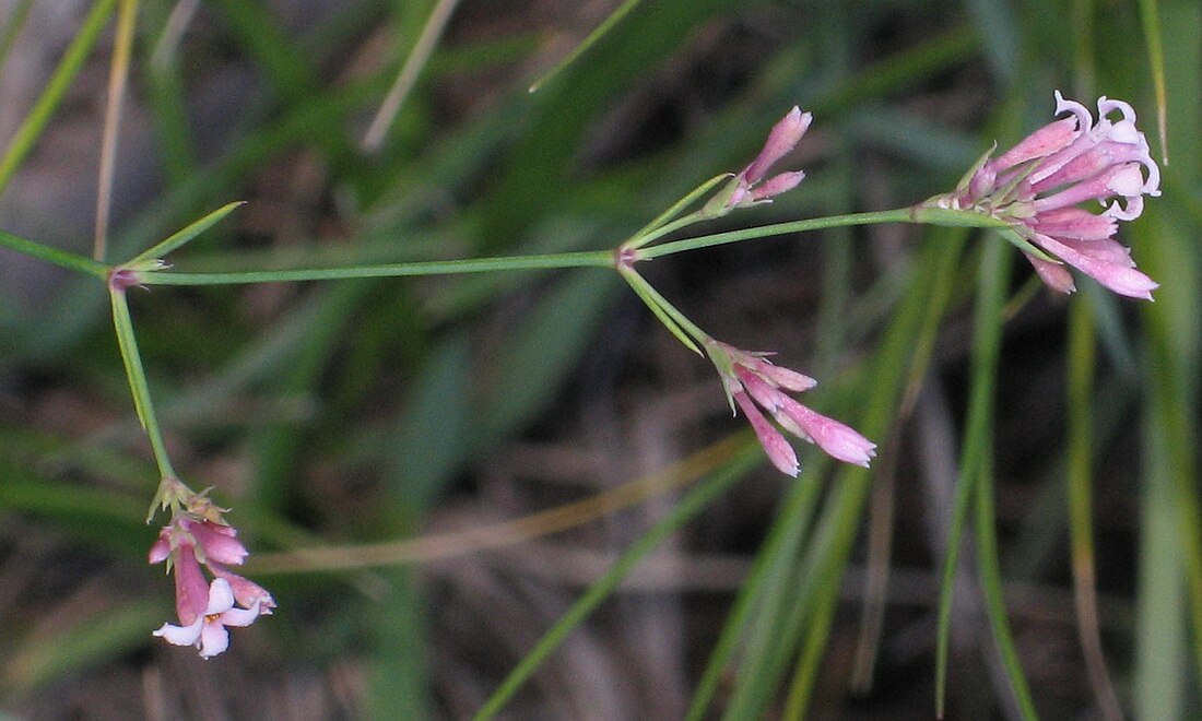 Asperula aristata