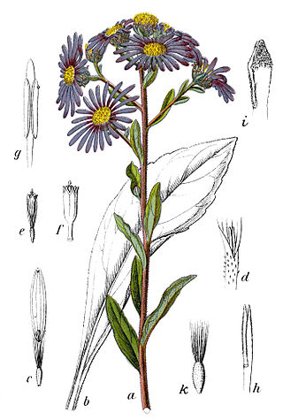 <span class="mw-page-title-main">Asteroideae</span> Subfamily of flowering plants