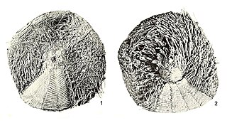 <i>Asthenosoma intermedium</i> Species of sea urchin