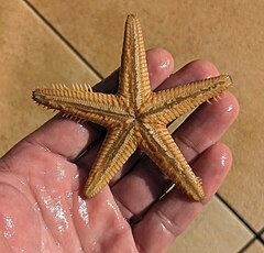 File:Astropecten platyacanthus Funtana 20230906b.jpg (Category:Astropecten platyacanthus)