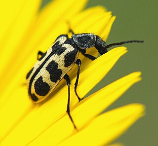 <i>Astylus atromaculatus</i> Species of beetle