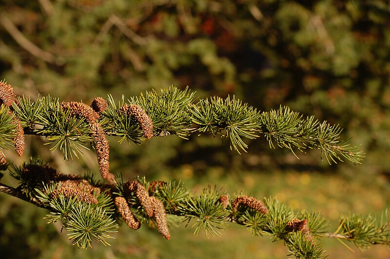 File:Atlas Cedar Cedrus atlantica Cone Branch 3008px.jpg