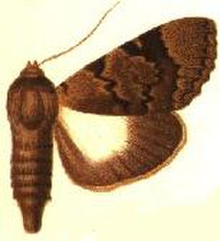 Audea hemihyala