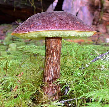 Aureoboletus mirabilis