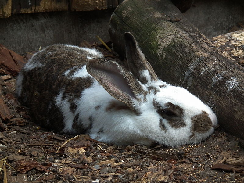 File:Ausgestreckt dösendes Kaninchen Tierpark Bretten.JPG